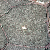 Розріз печінки (свині)