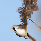 Вусата синиця