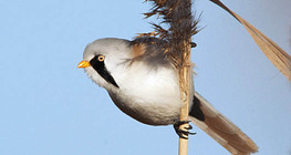 Вусата синиця