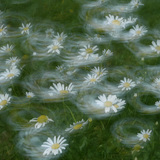 Квіти на вітрі