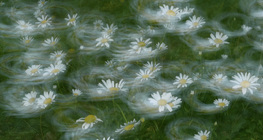 Квіти на вітрі