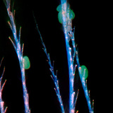 Хітинові волосинки медоносної бджоли з пилком