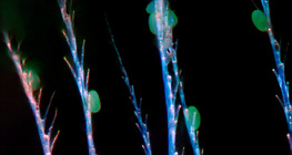 Хітинові волосинки медоносної бджоли з пилком