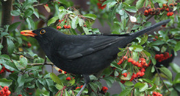 Дрізд чорний