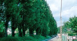 Алея пірамідальних тополь