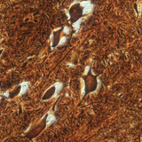 Нервові клітини спинного мозку великої рогатої худоби