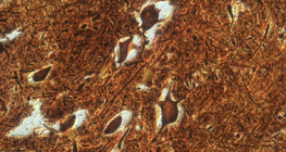 Нервові клітини спинного мозку великої рогатої худоби