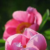 Півонія лікарська