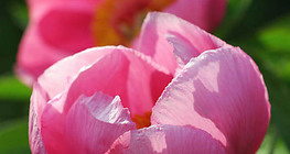 Півонія лікарська