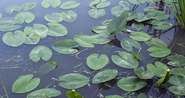 Лататтєві - глечики