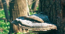 Гриб трутовик