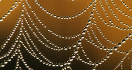 Павутина в ранковій росі