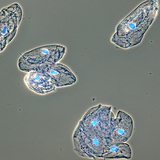 Клітини слизової, що вистилає ротову порожнину людини