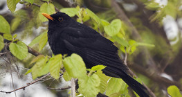 Дрізд чорний