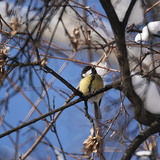 Синиця велика