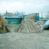 Стебла листової кукурудзи зібрані в снопи
