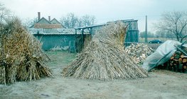 Стебла листової кукурудзи зібрані в снопи