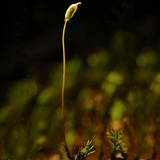 Спорангій зрілої мохової рослини