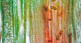 Провідні тканини рослин в поздовжньому розрізі (стебло гарбуза)