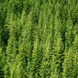 Ялиновий ліс