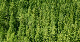 Ялиновий ліс