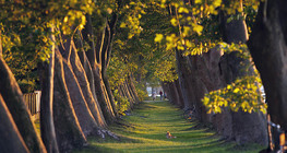 Алея платанів