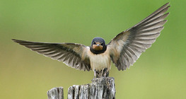 Ластівка сільська