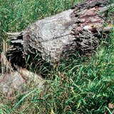 Стовбур дерева, згризений бобром