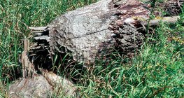 Стовбур дерева, згризений бобром