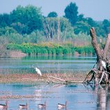 Малий Балатон, болота в Угорщині