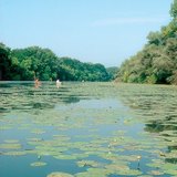 Заплава річки Тиса