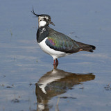 Ча́йка чубата