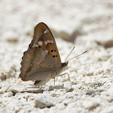 Мінливець малий