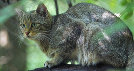 Кіт лісовий