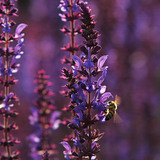 Bee on meadow sage