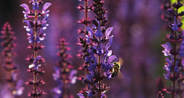 Бджола на шавлії лучній