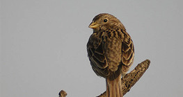 Горобець хатній (самка)