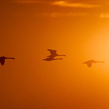 Літаючі птахи у сонячному світлі