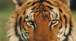 Бенгальський тигр