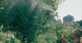 Обприскування із соком кропиви