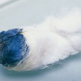 Результатом реакції йоду і крохмалю є синій колір