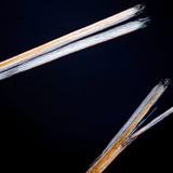 Посічена волосина