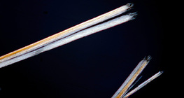 Посічена волосина