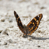 Мінливець малий