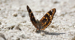 Мінливець малий