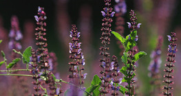 Шавлія лучна