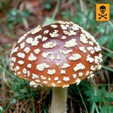 Мухомор