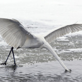 Great egret fishing