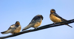 Ластівки сільські на кабелі