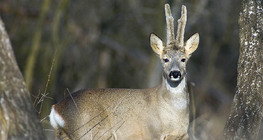 Молодий олень